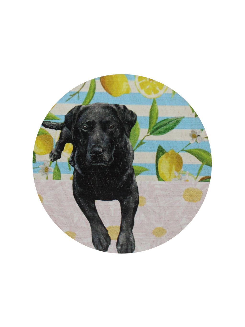 Premium Cozy Sand + Paws Tropical Citrus 12 oz scented candle
