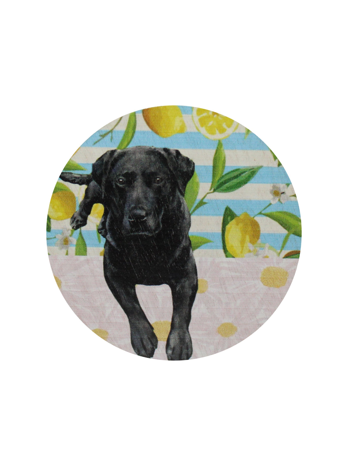 Premium Cozy Sand + Paws Tropical Citrus 12 oz scented candle