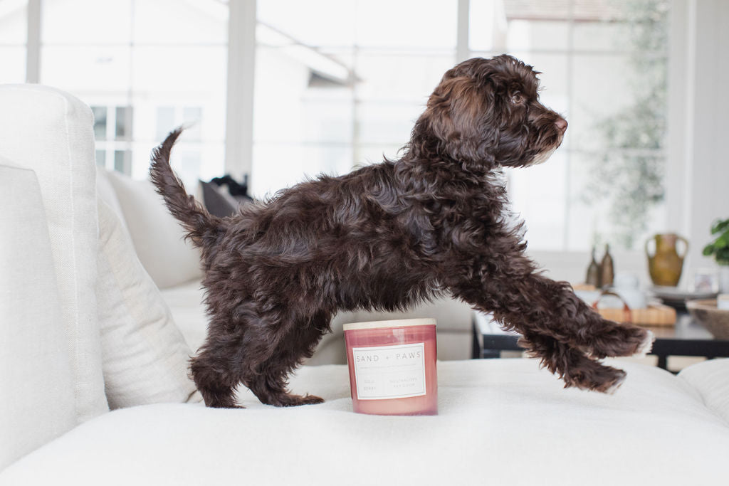 Premium Cozy Sand + Paws Goji Berry 21 oz scented candle