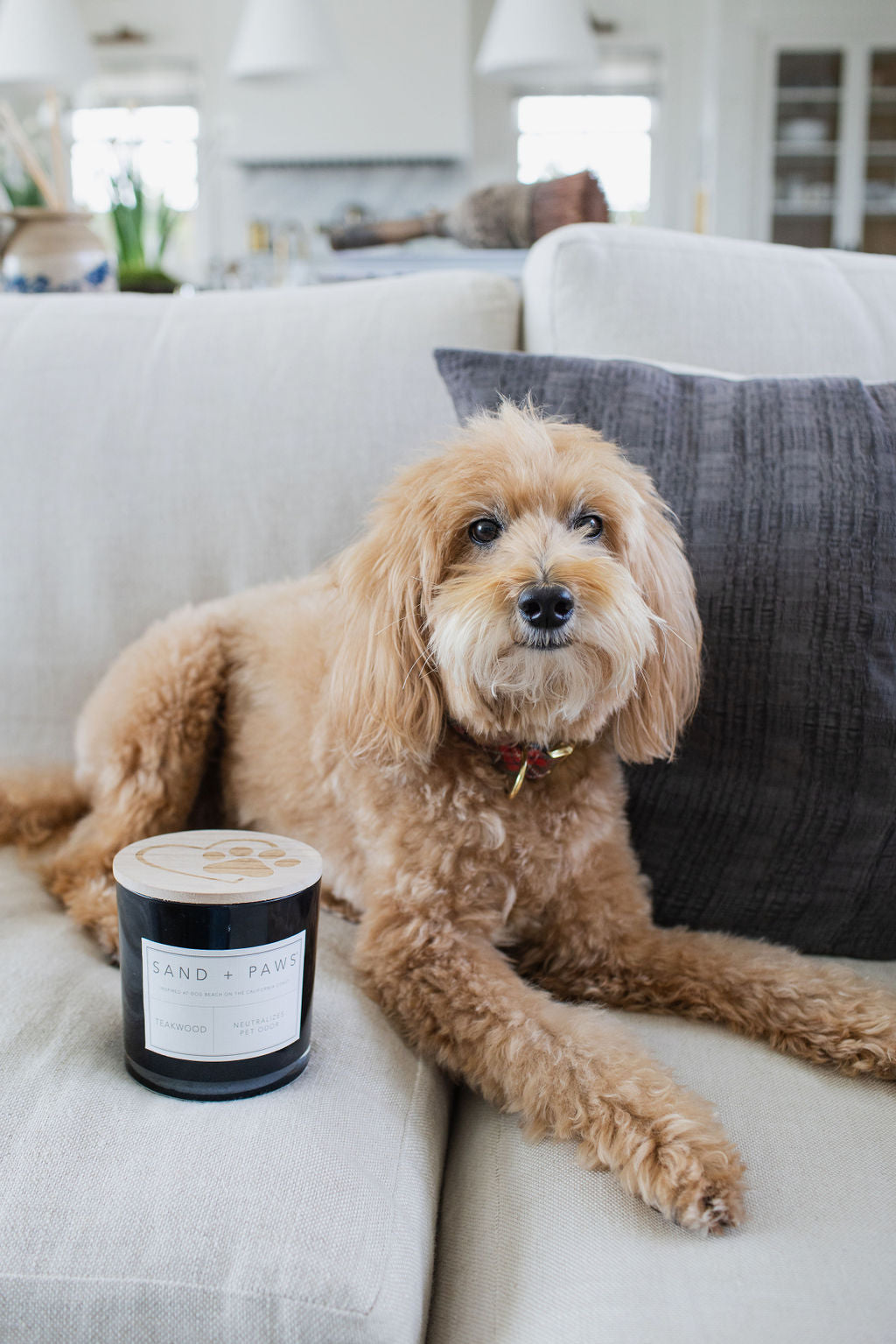 Premium Cozy Sand + Paws Teakwood 21 oz scented candle