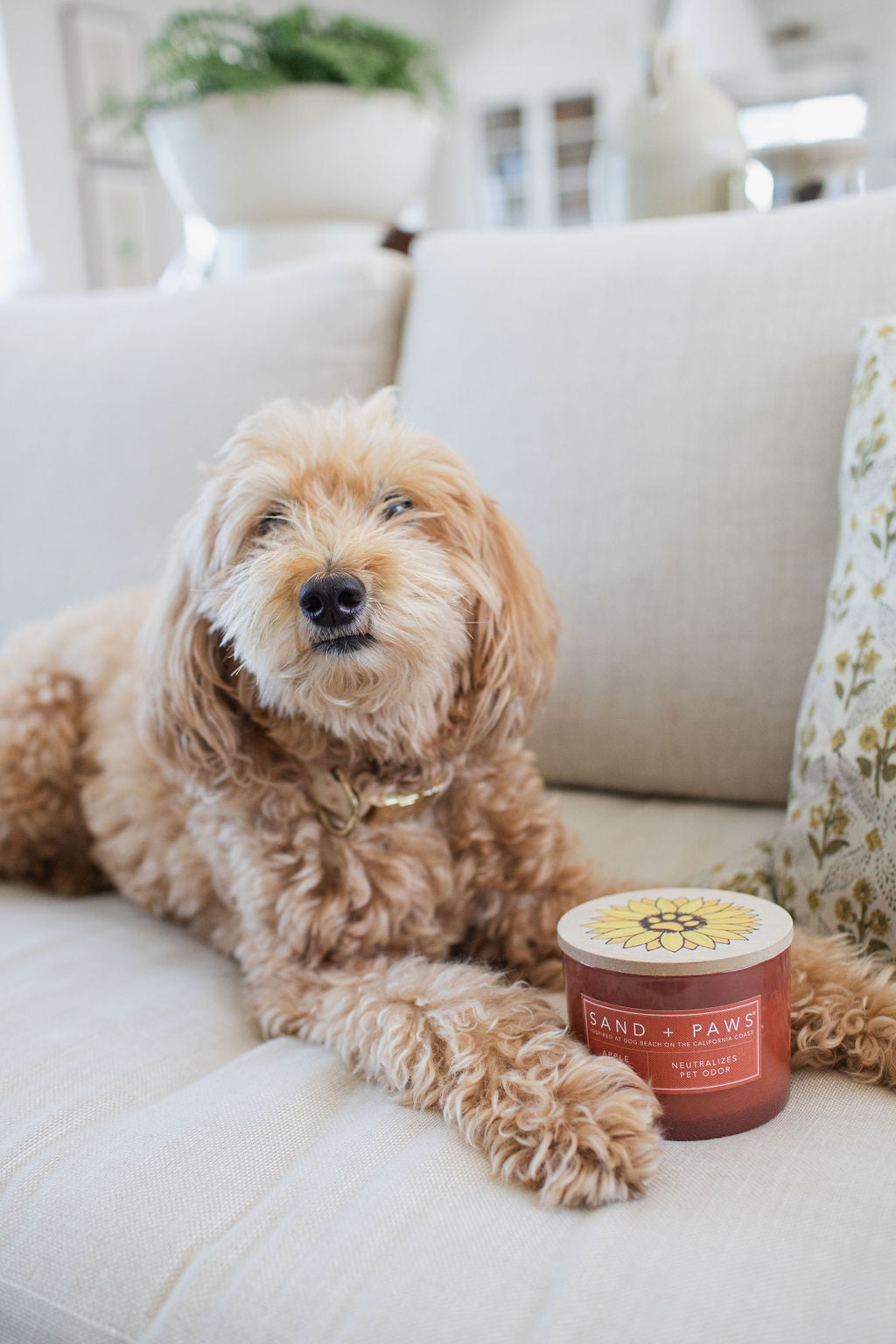 Premium Cozy Sand + Paws Apple Spice 12 oz scented candle