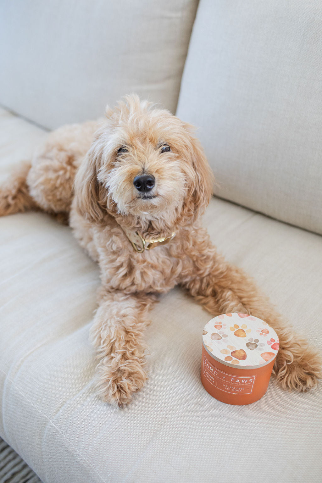 Premium Cozy Sand + Paws Pumpkin & Vanilla 12 oz scented candle