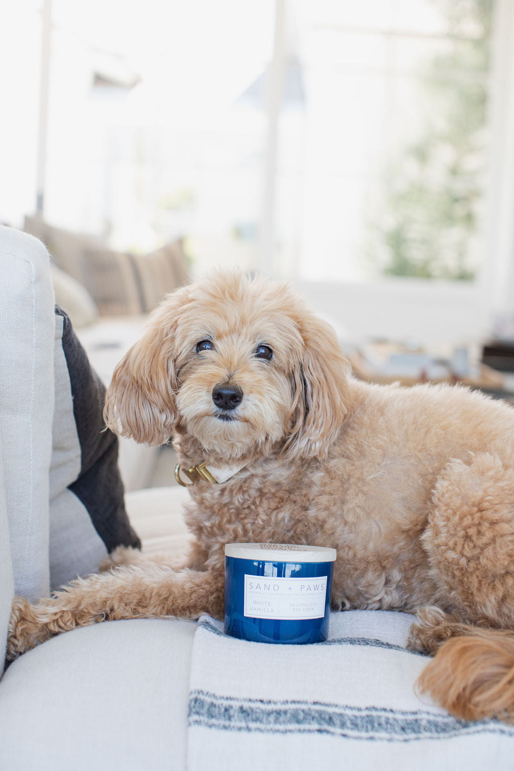 Premium Cozy Sand + Paws White Vanilla 12 oz scented candle