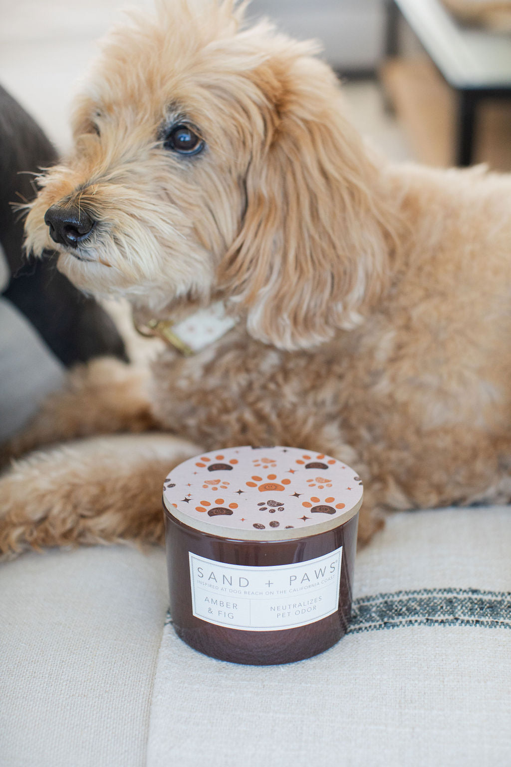 Premium Cozy Sand + Paws Amber & Fig 12 oz scented candle
