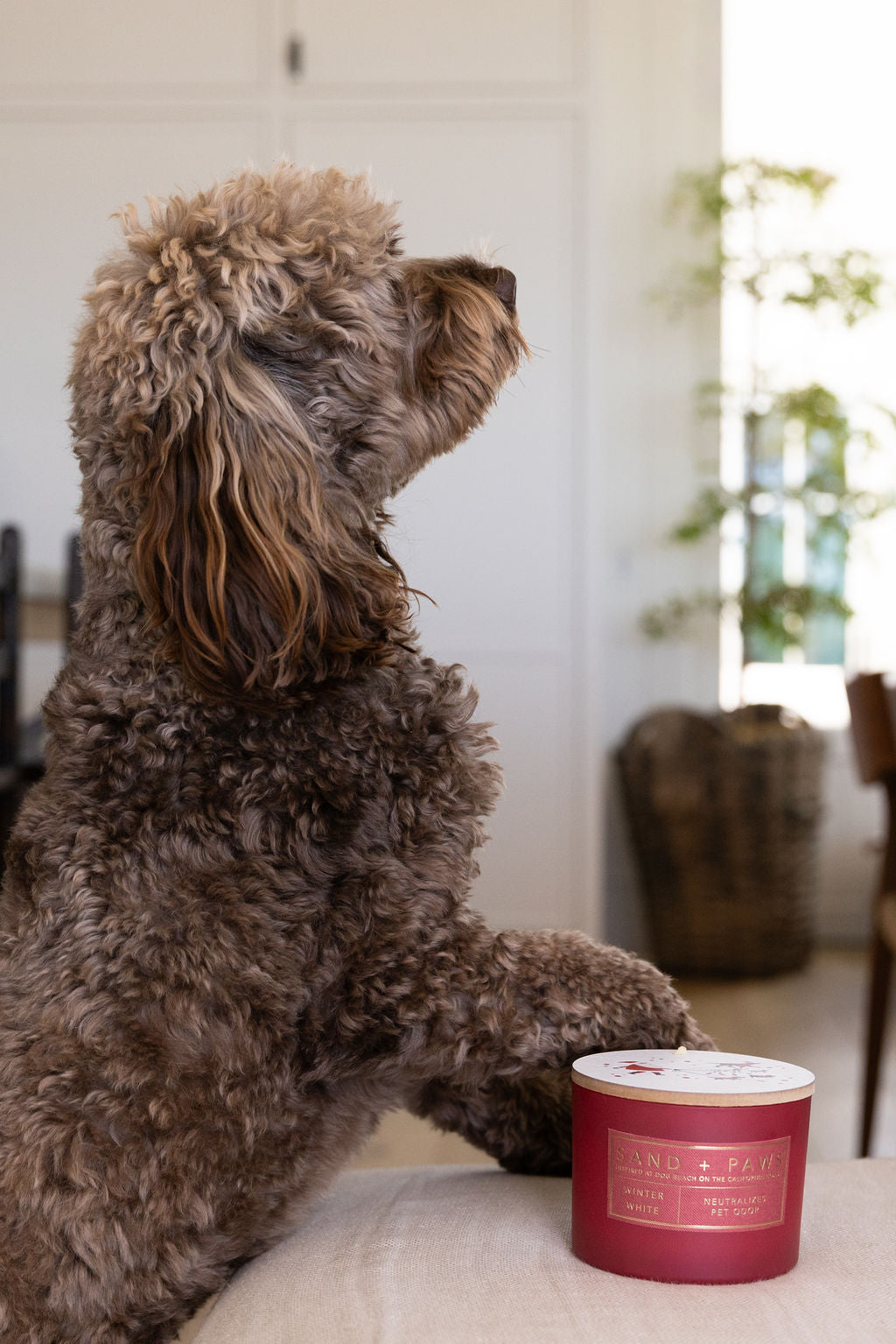 Premium Cozy Sand + Paws Winter White 12 oz scented candle