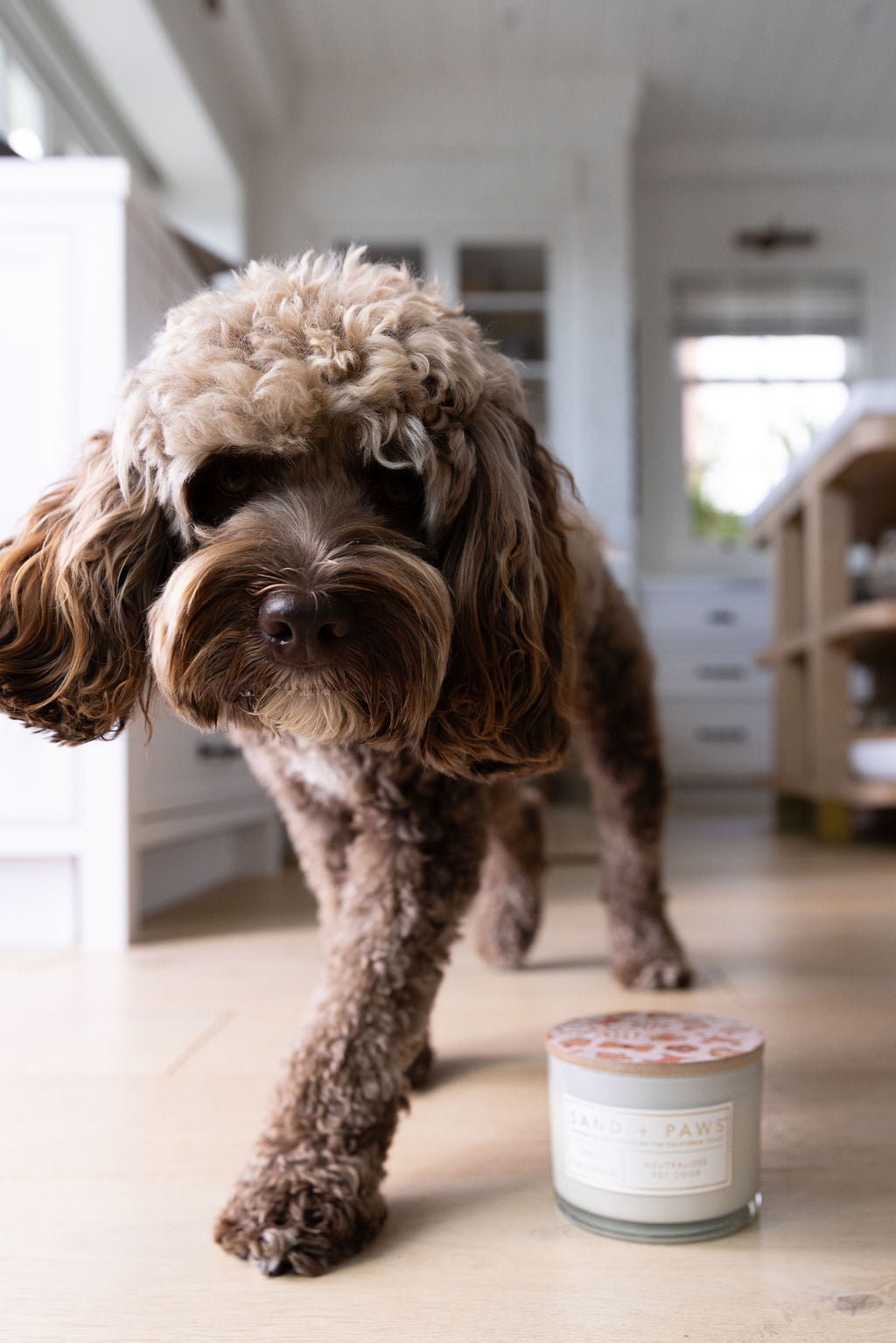 Premium Cozy Sand + Paws Spiced Gingerbread 12 oz scented candle