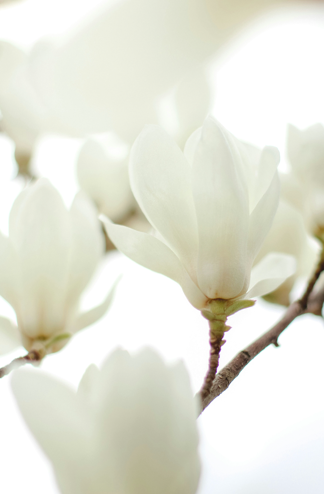 Silky Signature Ivory Bloom 50 ml Perfume Oil Rollerball