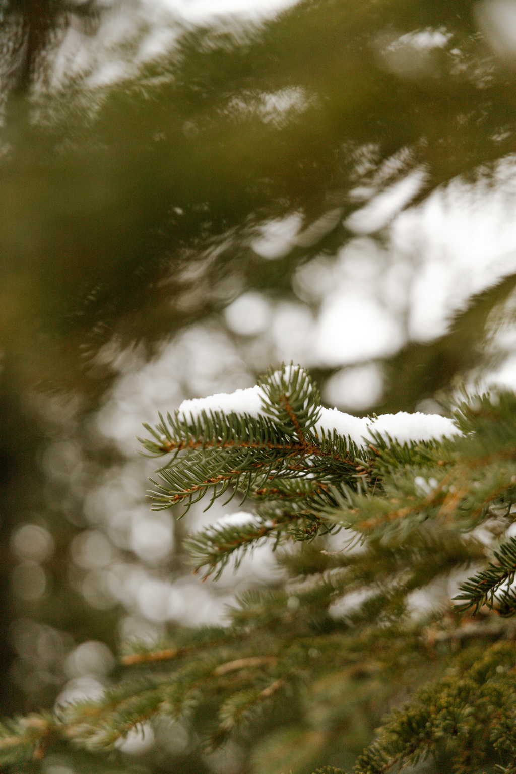 Premium Cozy Pine & Sage 12 oz scented candle