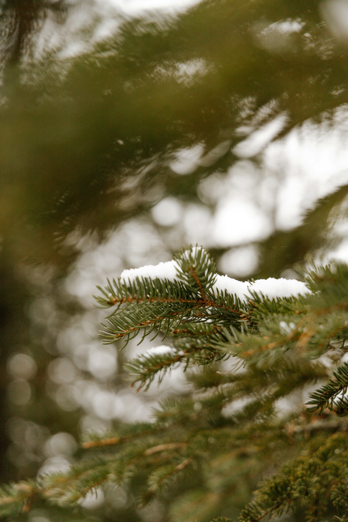 Premium Cozy Pine & Sage 12 oz scented candle