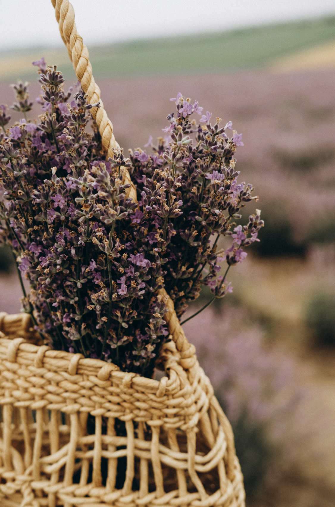 Elegant Aromatic Cedar & Lavender 110 ml Reed Diffuser