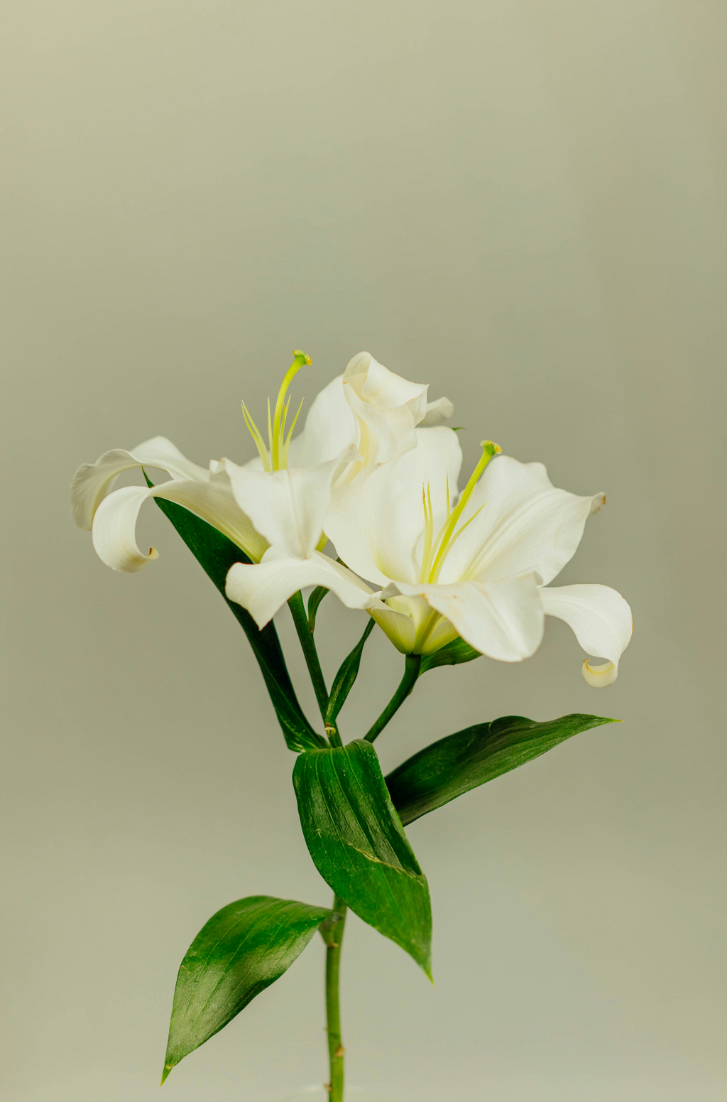 Premium Cozy Gardenia 11 oz scented candle