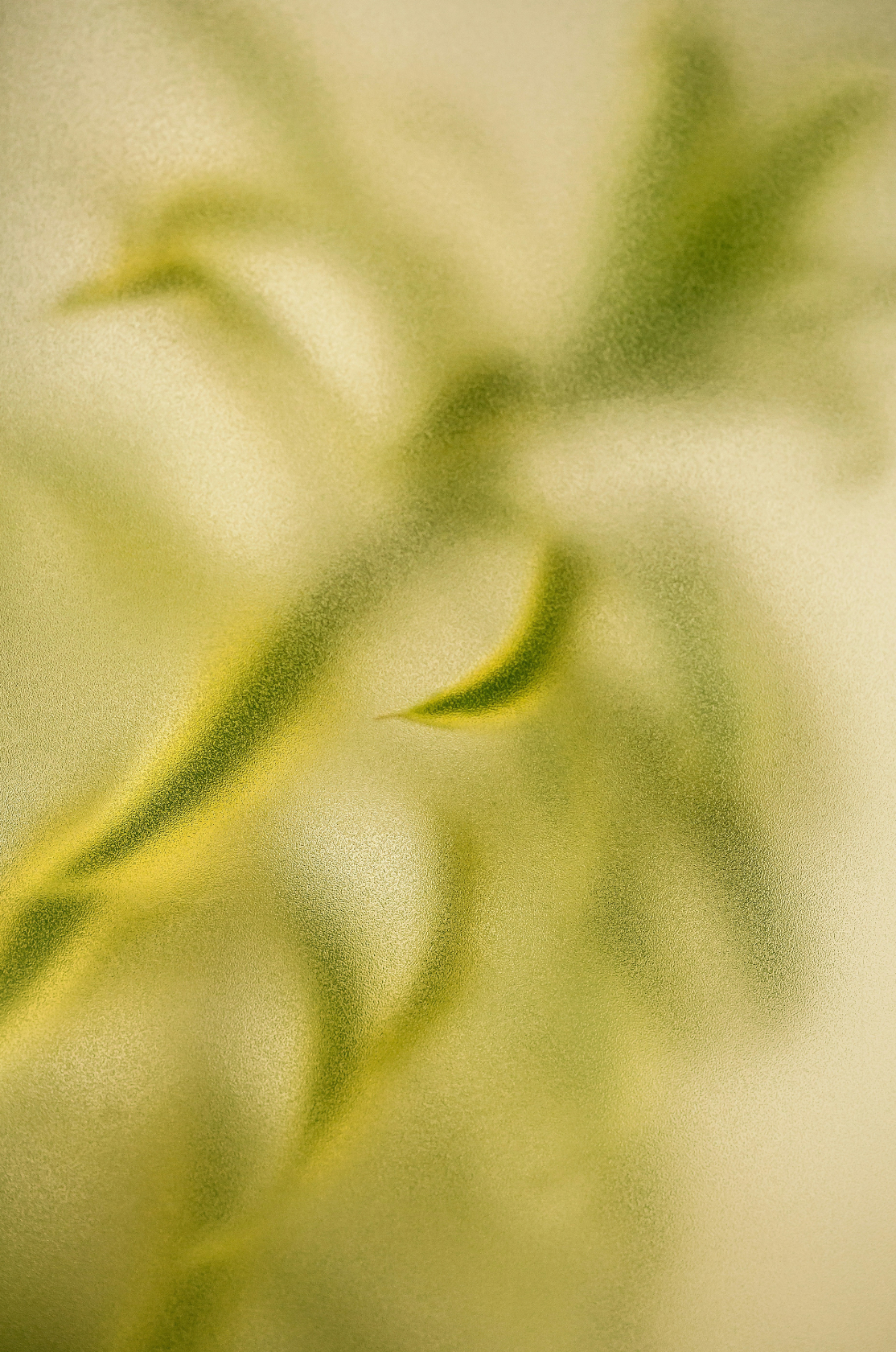 Premium Cozy Lemongrass 12 oz scented candle