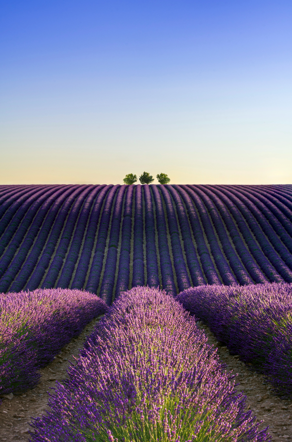 Premium Cozy Provence Lavender & Woods 10 oz scented candle