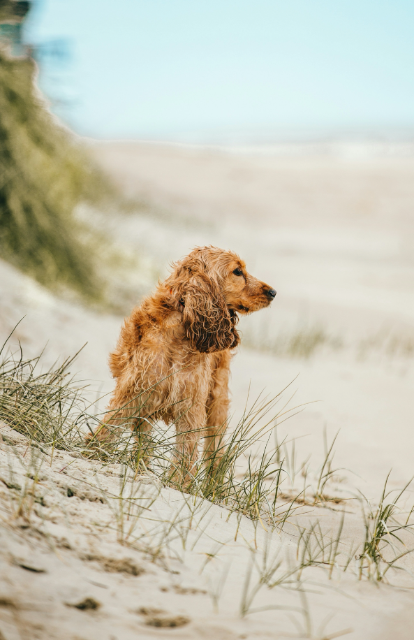 Premium Cozy Sand + Paws Sun-n-Fun 12 oz scented candle