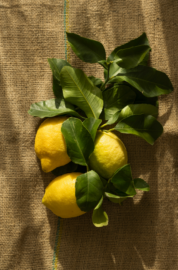 Premium Cozy Olive Lemon 12 oz scented candle