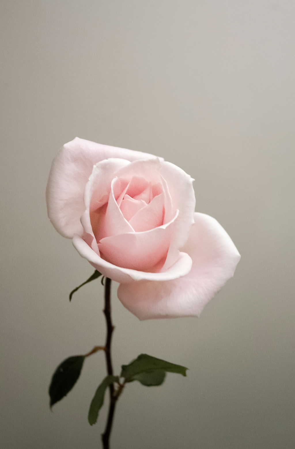 Alluring Elegant Sweet Rose 100 ml Eau de Toilette