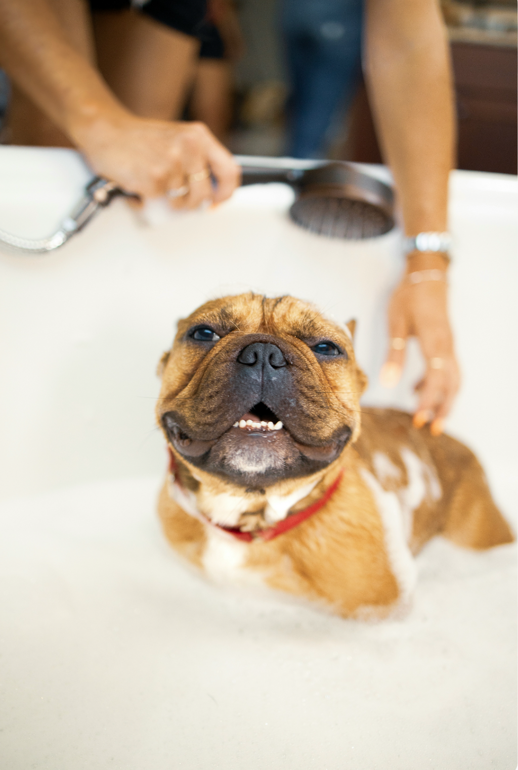 Gentle Signature Sand + Paws Pet Shampoo & Conditioner - Coconut & Lychee