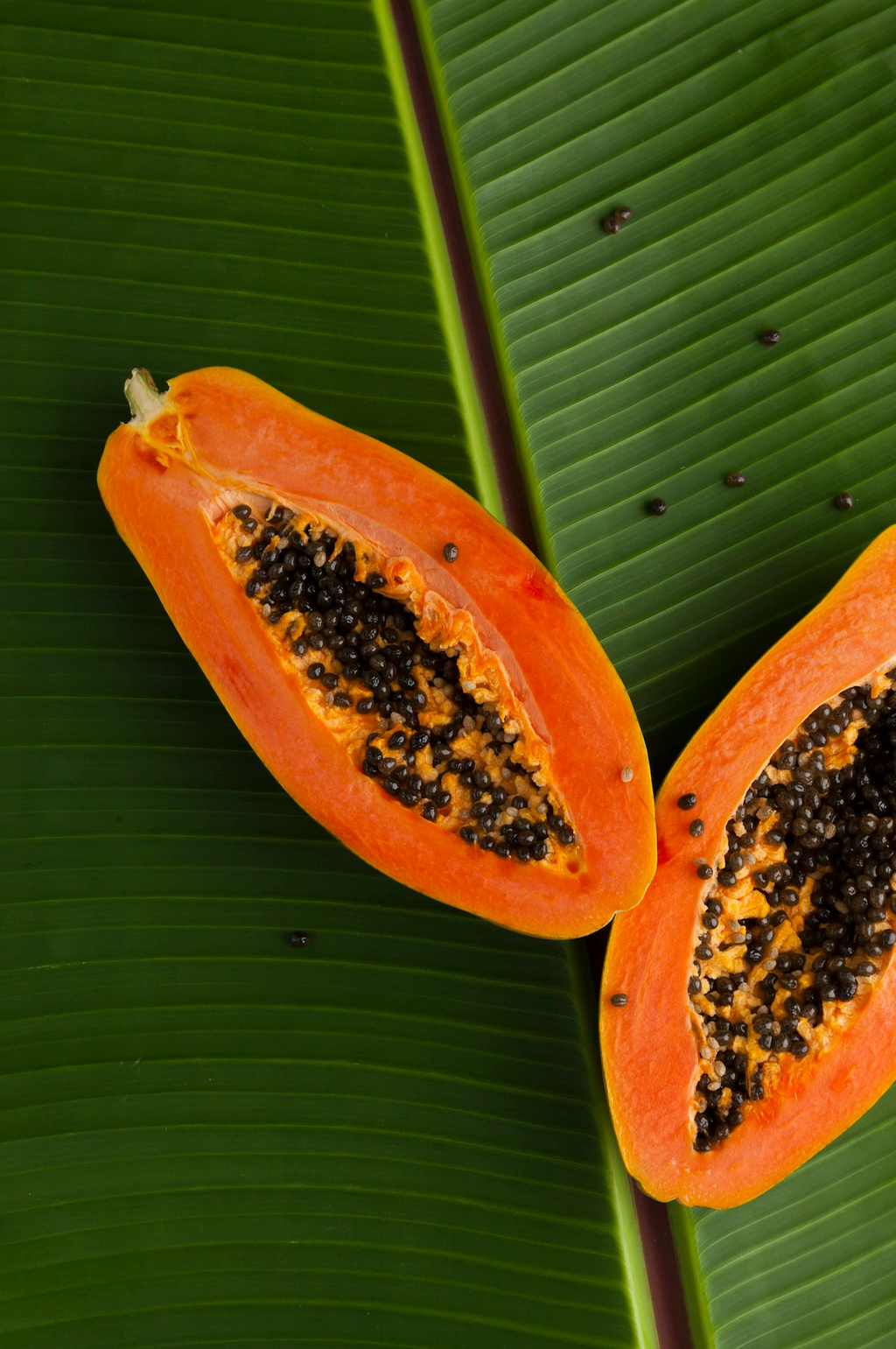 Premium Cozy Island Papaya 12 oz scented candle