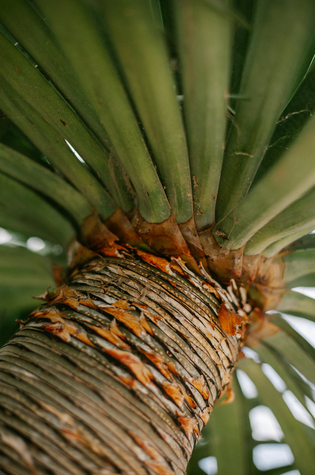 Premium Cozy Driftwood & Pineapple 12 oz scented candle
