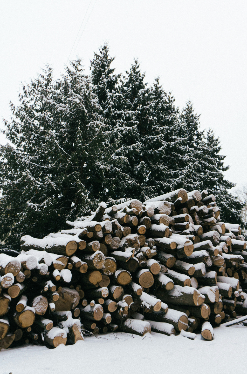 Premium Cozy Firewood & Silver Fir 6 oz scented candle