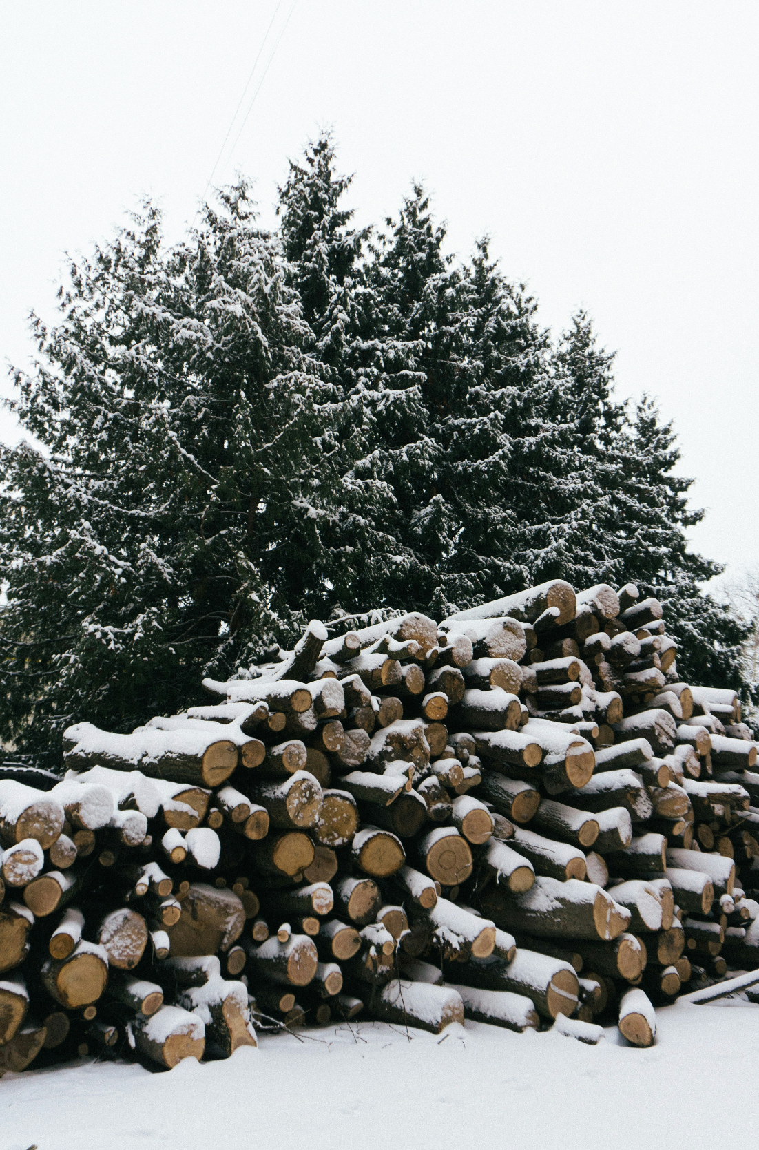 Premium Cozy Firewood & Silver Fir 6 oz scented candle