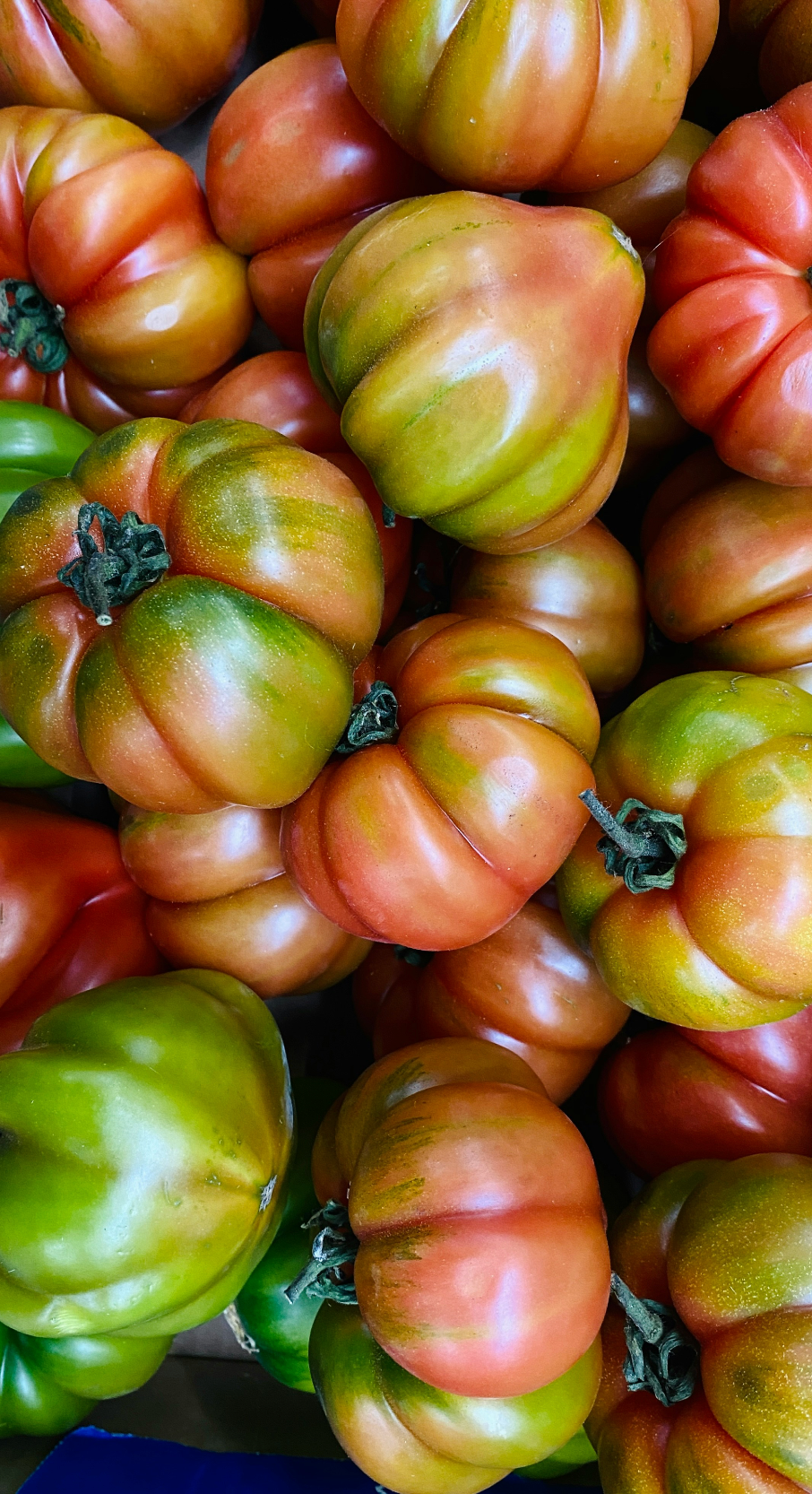 Premium Cozy Sicilian Tomato 12 oz scented candle