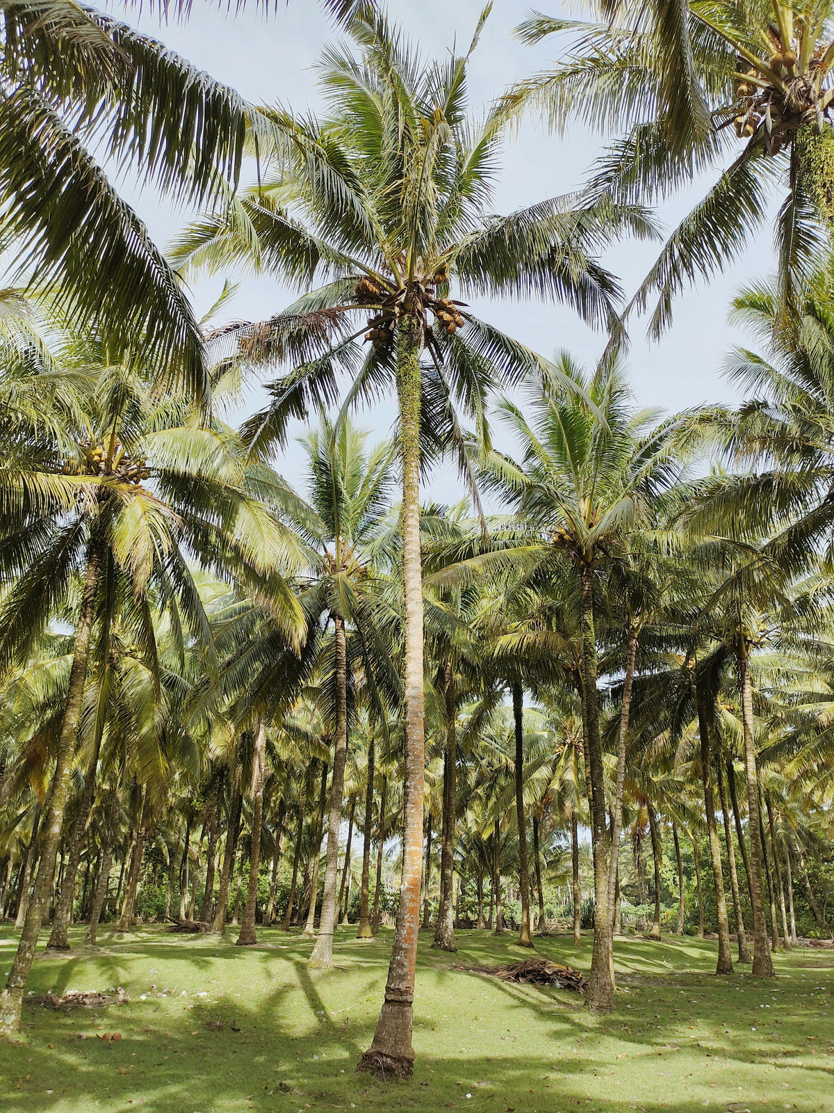 Velvet Hydrating Balinese Coconut Body Lotion