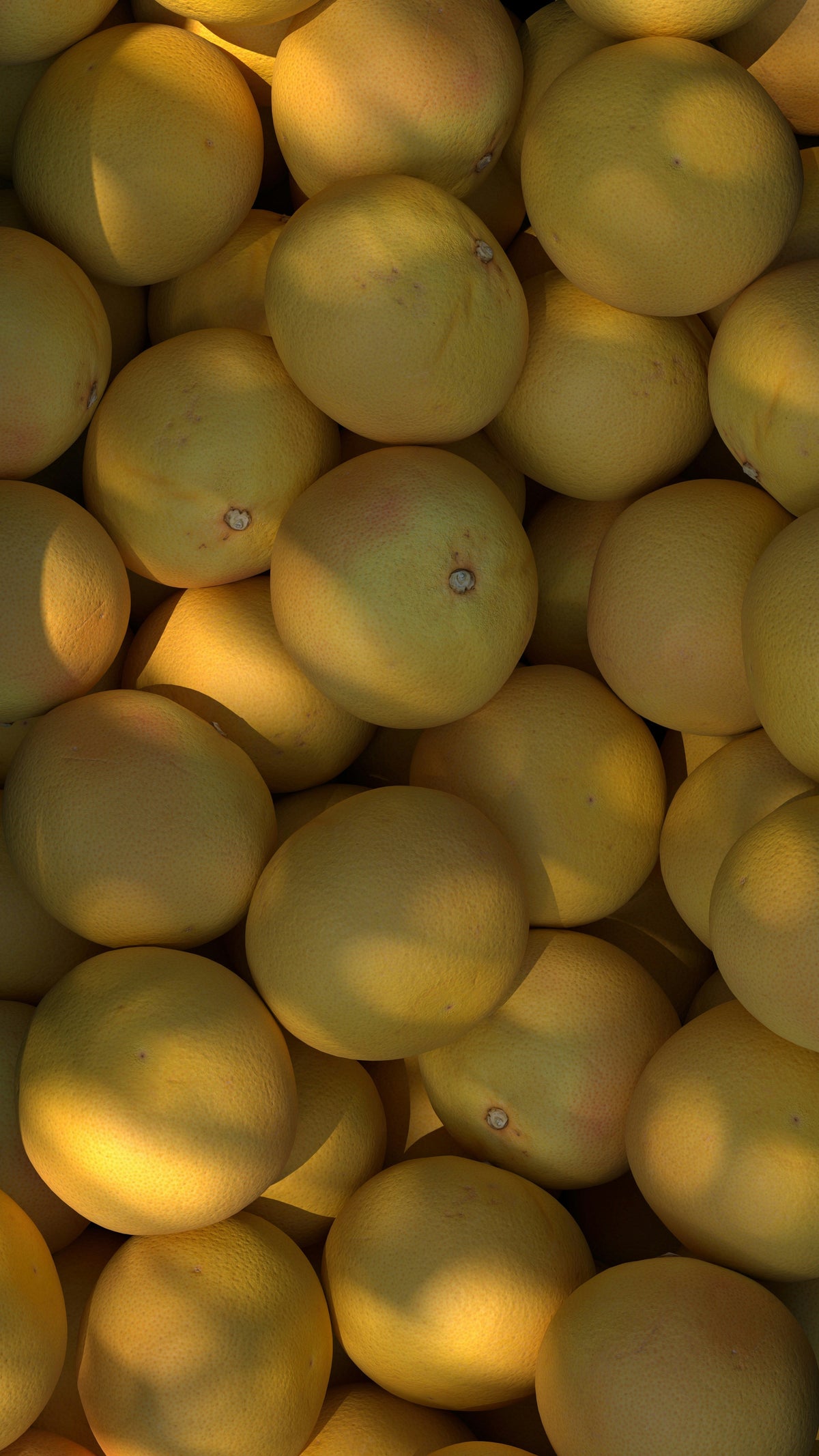 Premium Cozy Autumn Citrus 12 oz scented candle