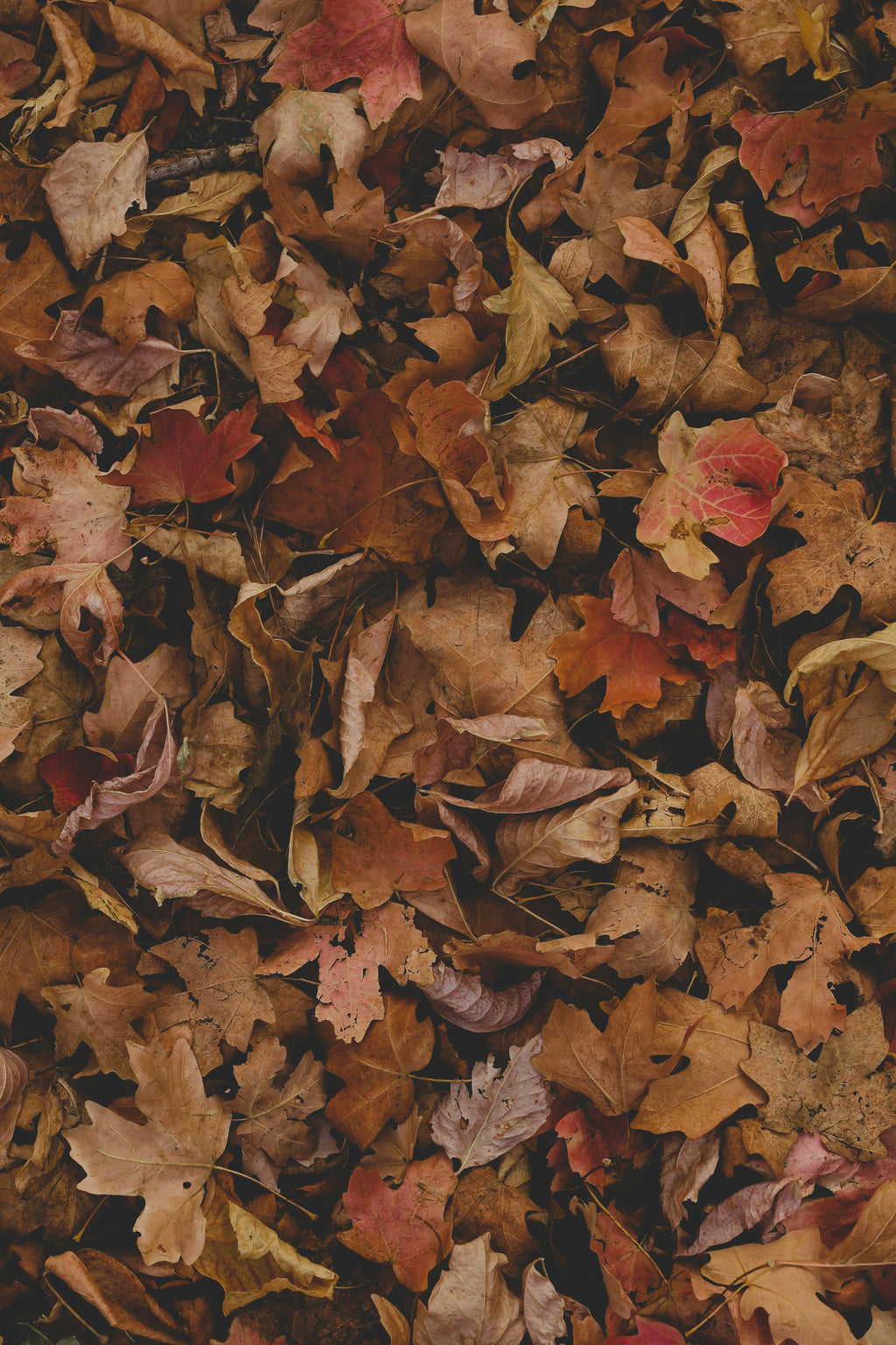Premium Cozy Fall Leaves 12 oz scented candle