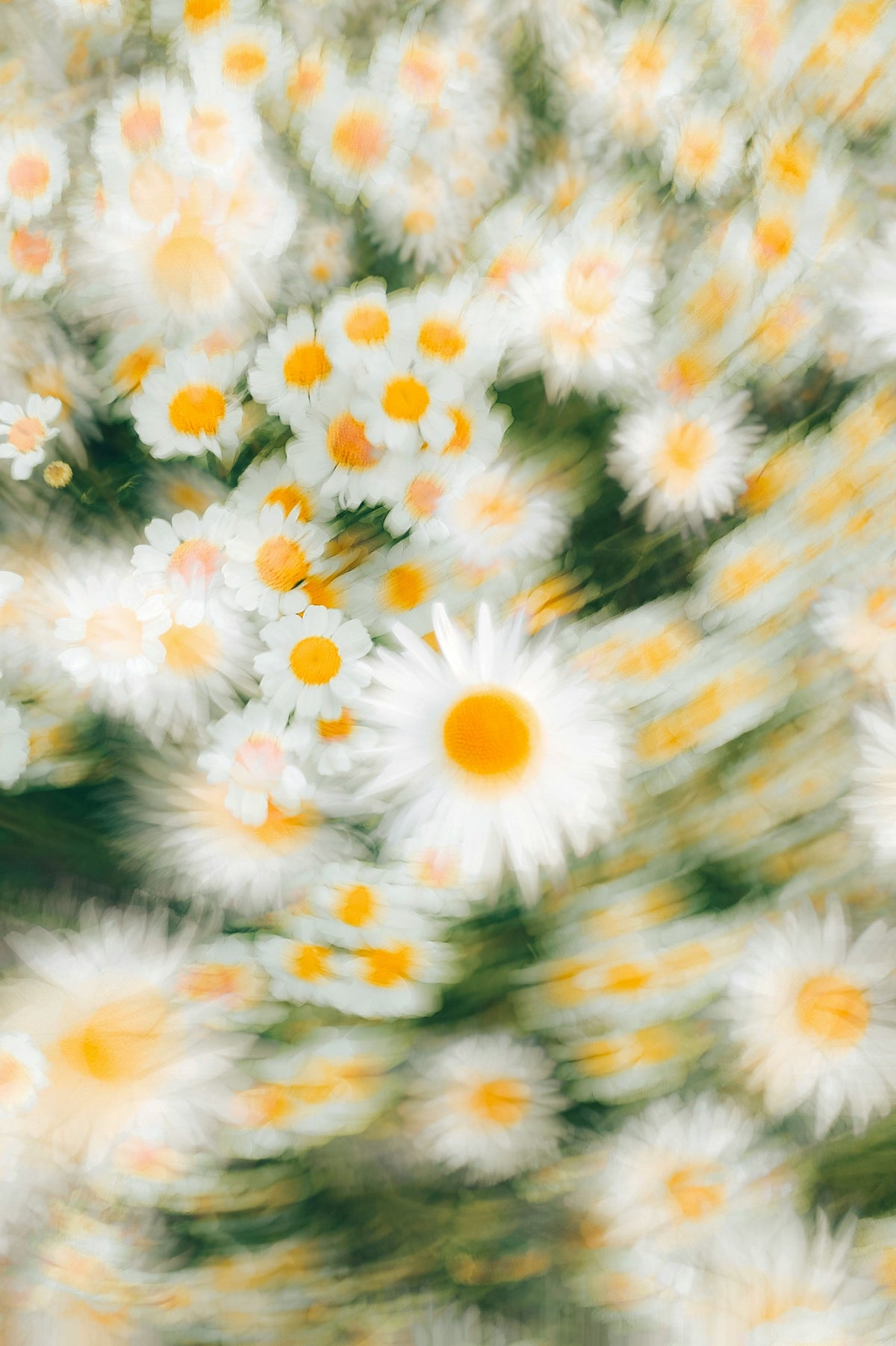 Silky Signature Bloom 50 ml Perfume Oil Rollerball