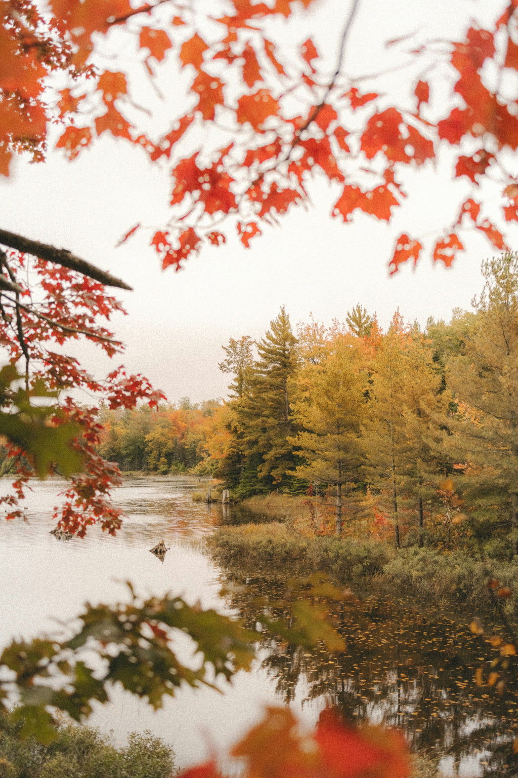 Premium Cozy Autumn Woods & Apple 12 oz scented candle