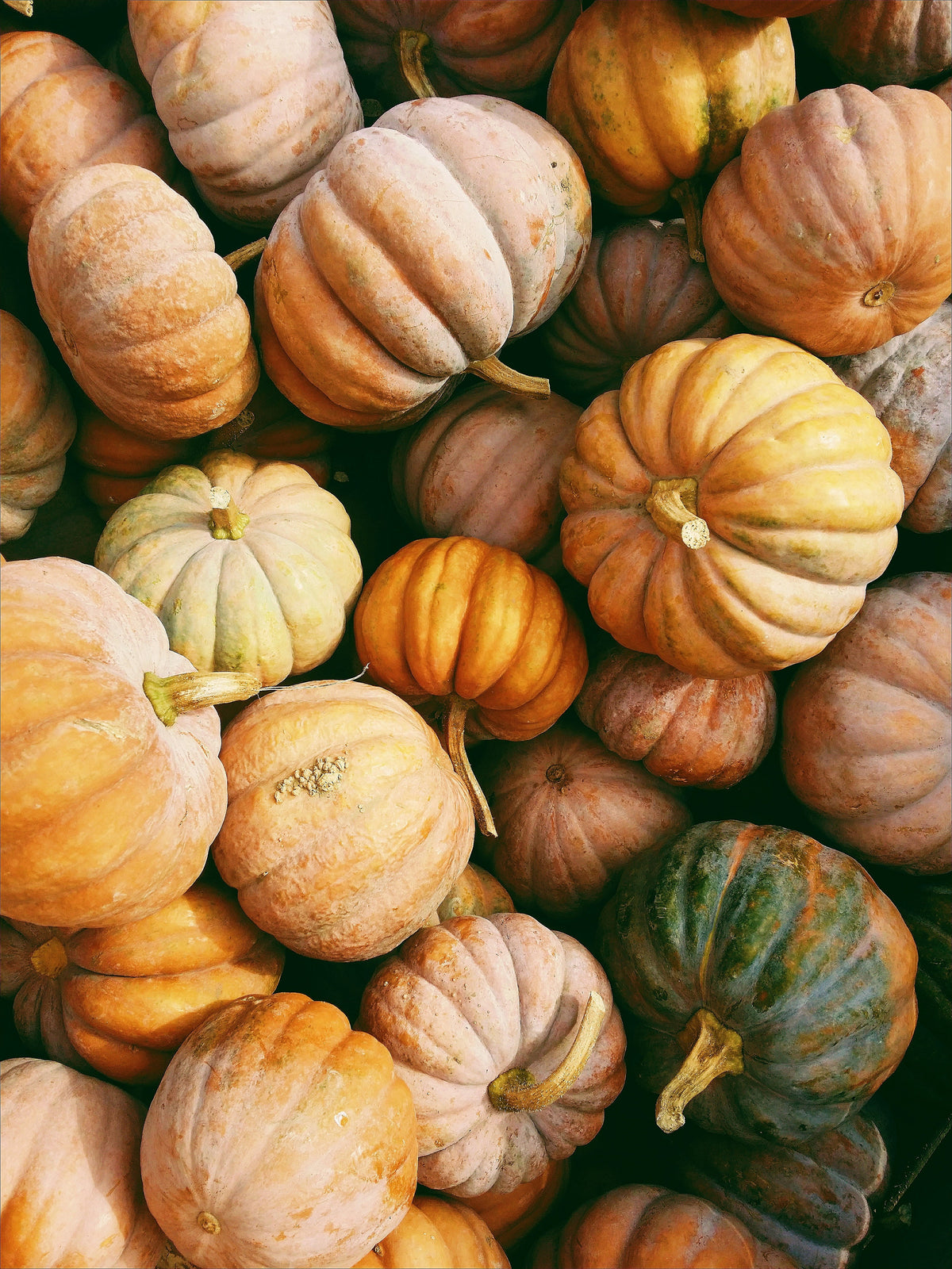 Refreshing Gentle Pumpkin Harvest 15.2 oz Liquid Hand Soap