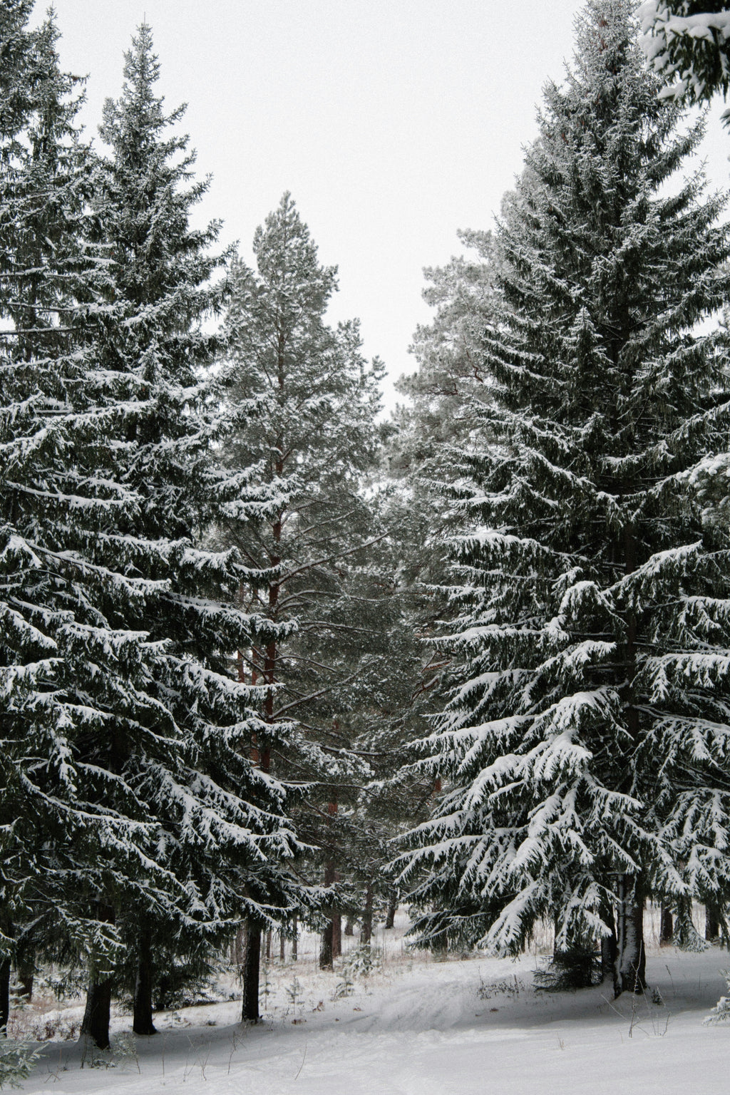 Premium Cozy Winter Pine 12 oz scented candle